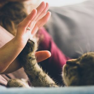 Who gets the pets in divorce?